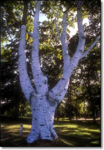 Photo of a 70-foot maple tree, wearing a fabric "costume" of a birch tree.