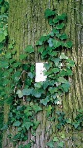 Photo of a light switch embedded in a tree.