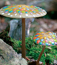 Photograph of an exhibit entitled "Painted Mushrooms"
